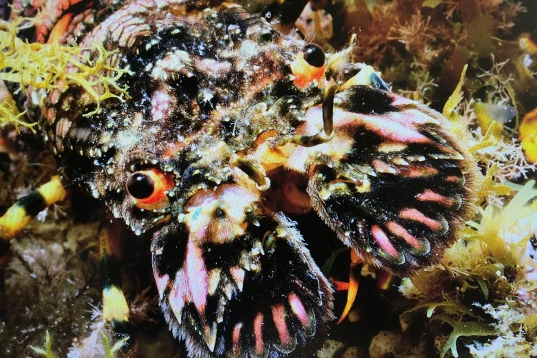 Scyllarus arctus