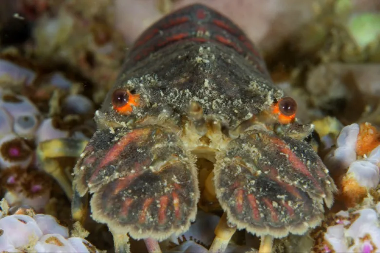 Scyllarus arctus