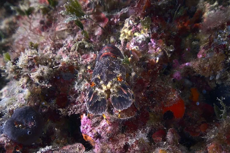 Scyllarus arctus