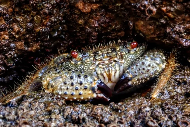 Eriphia verrucosa