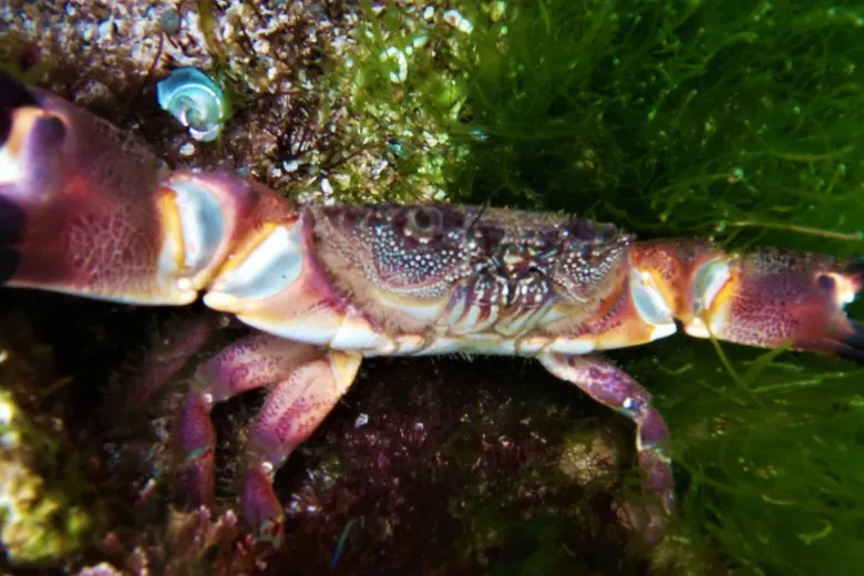 Eriphia verrucosa