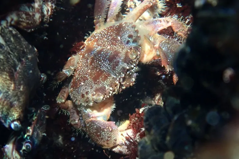 Eriphia verrucosa