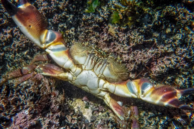 Eriphia verrucosa