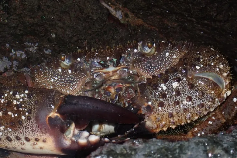 Eriphia verrucosa