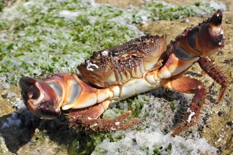 Eriphia verrucosa