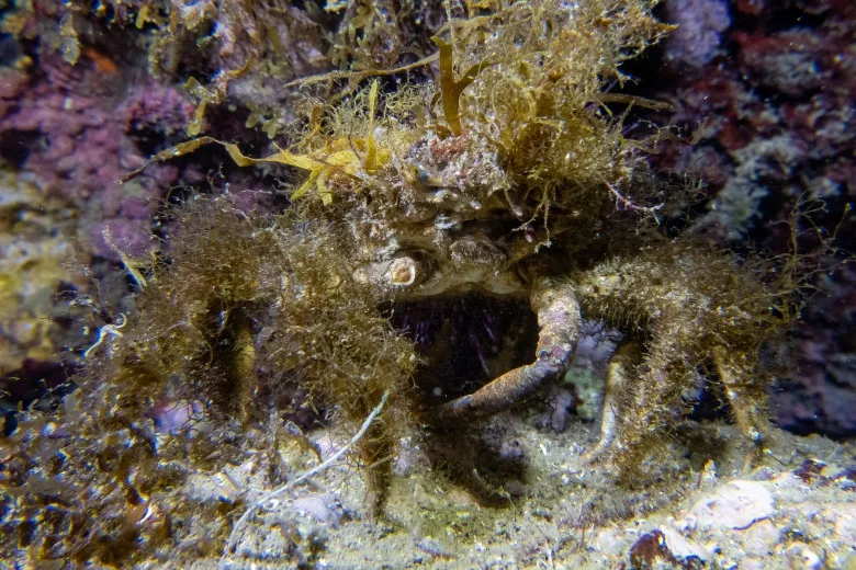 Maja crispata