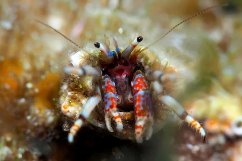 Calcinus tubularis