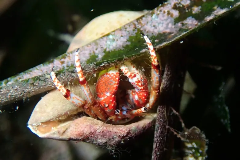 Calcinus tubularis