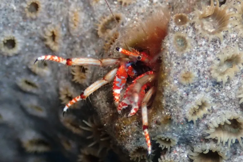 Calcinus tubularis