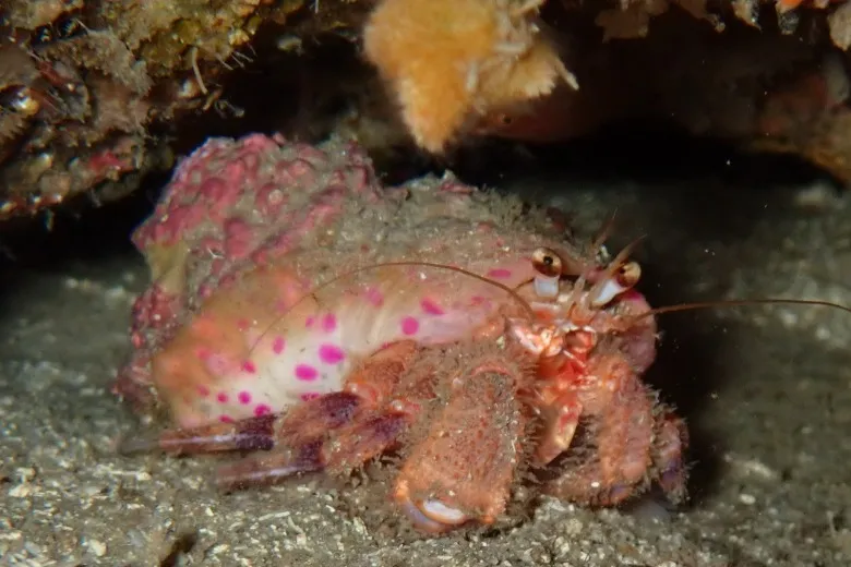 Pagurus prideaux