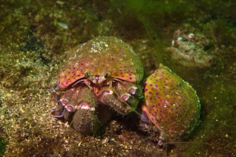 Pagurus prideaux