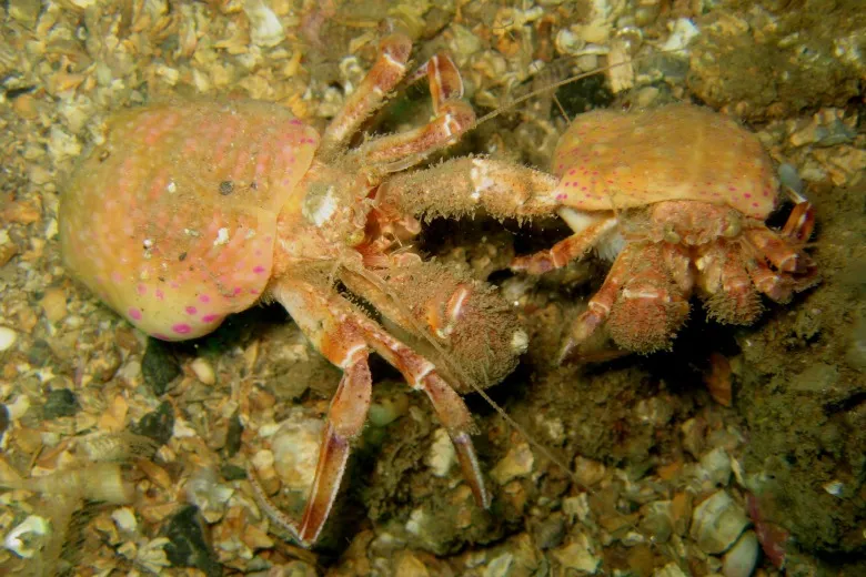 Pagurus prideaux