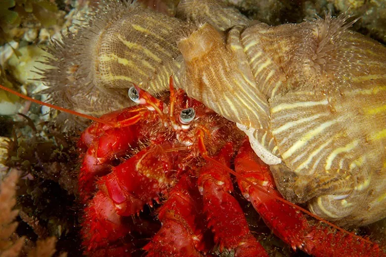 Dardanus calidus