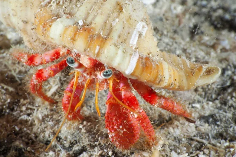 Dardanus calidus