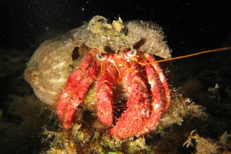 Dardanus calidus