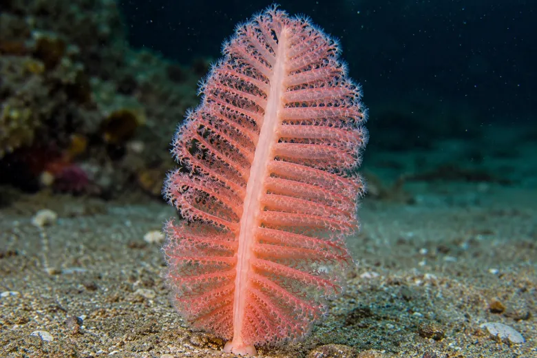 Pennatula rubra