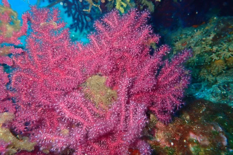 Paramuricea clavata