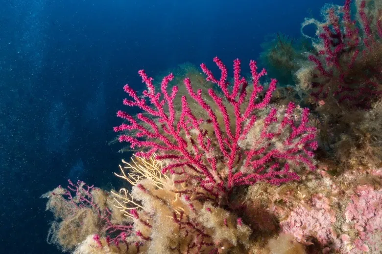 Paramuricea clavata