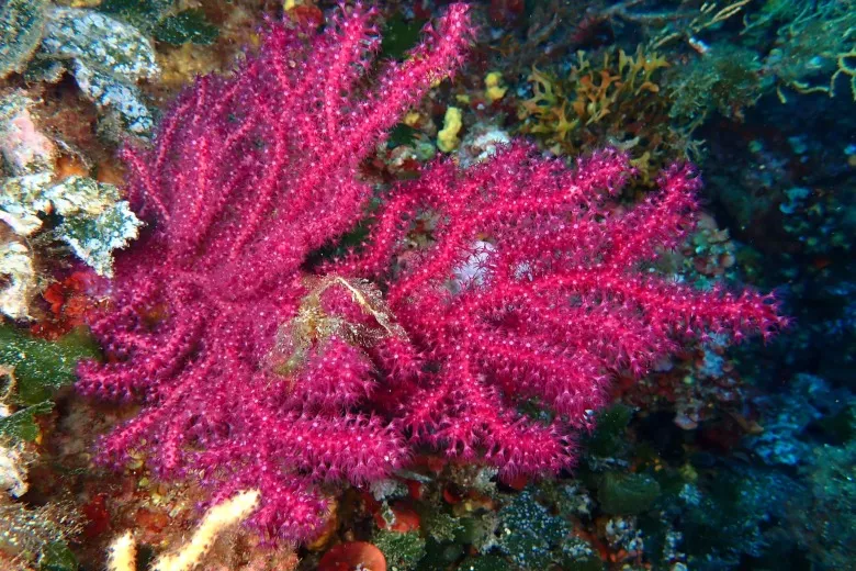 Paramuricea clavata