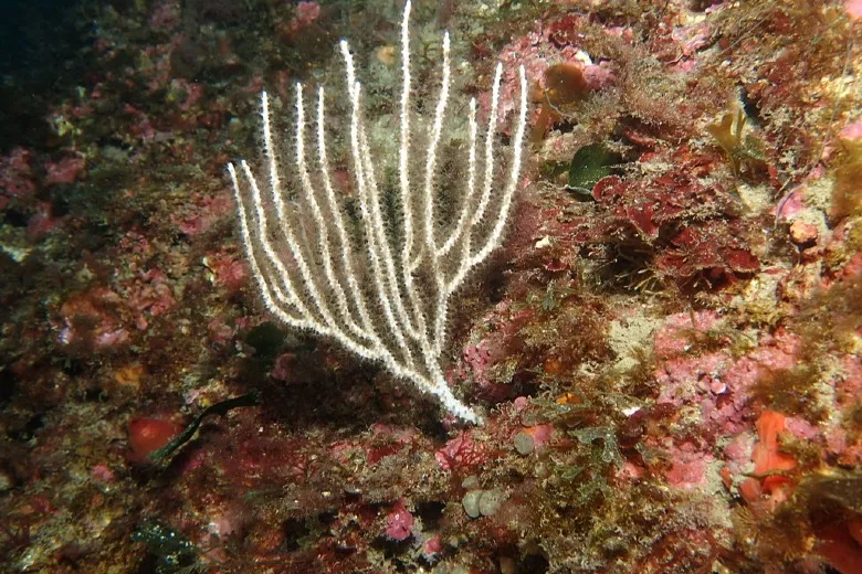 Eunicella singularis