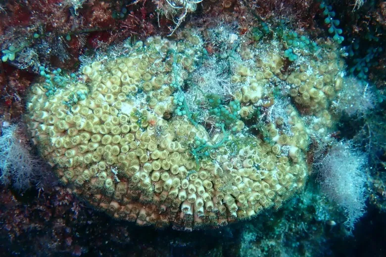 Cladocora caespitosa