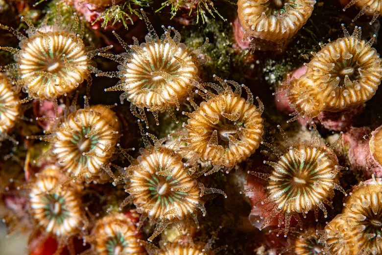 Cladocora caespitosa