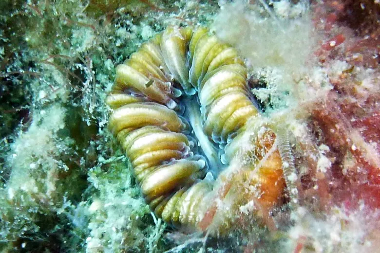 Balanophyllia europaea