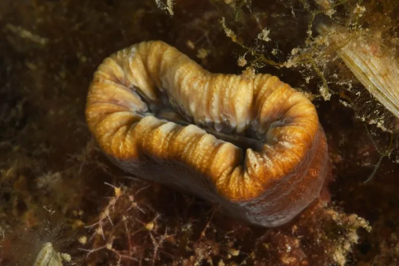 Balanophyllia europaea