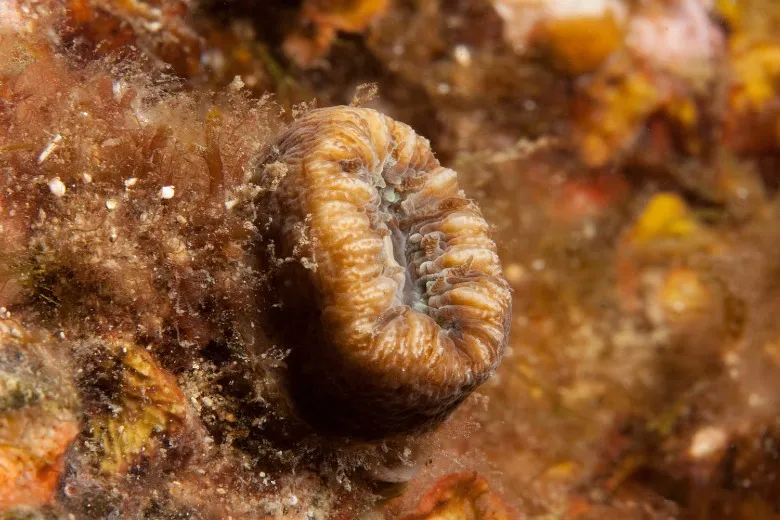 Balanophyllia europaea