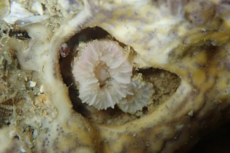 Caryophyllia inornata