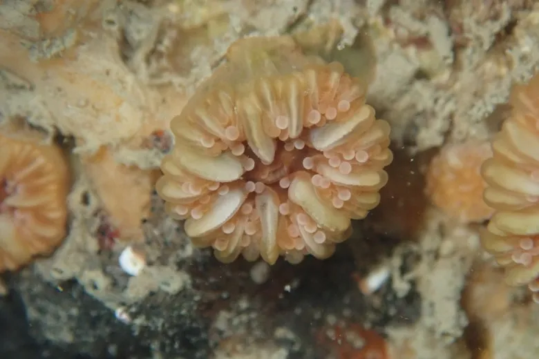 Caryophyllia inornata