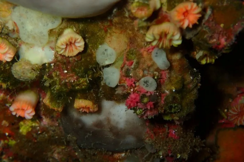 Caryophyllia inornata