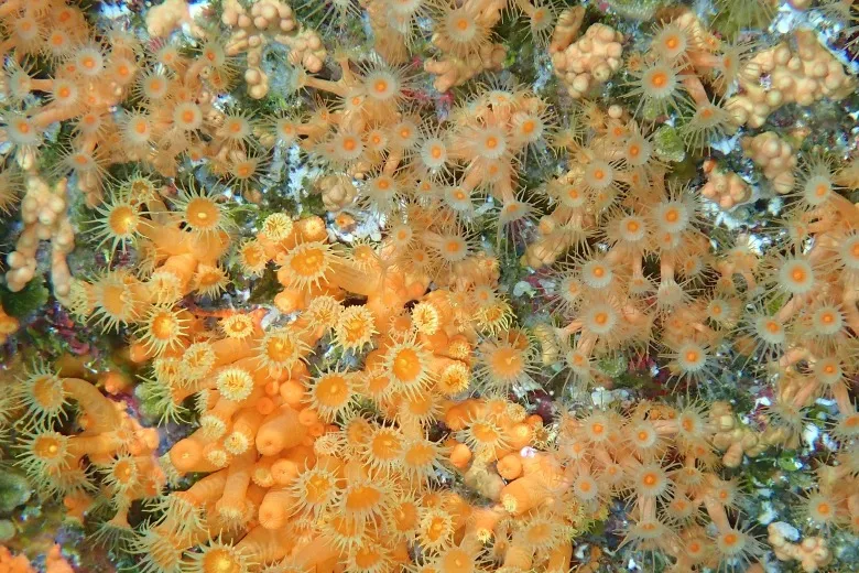 Parazoanthus axinellae