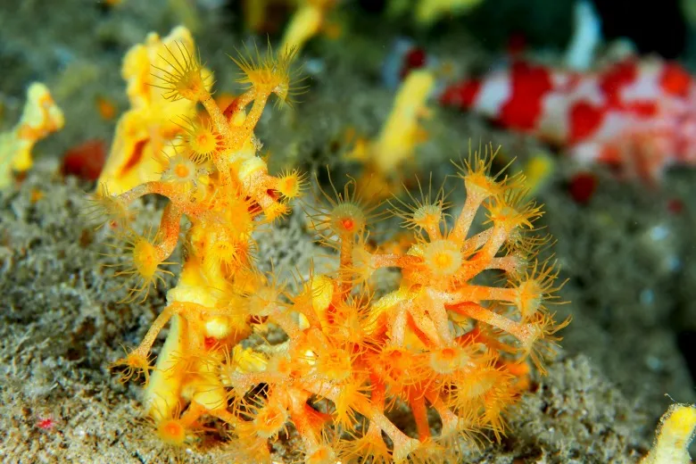 Parazoanthus axinellae