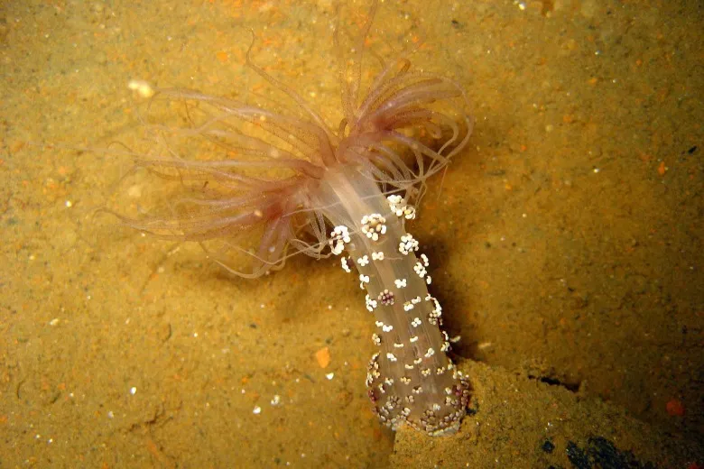 Alicia mirabilis