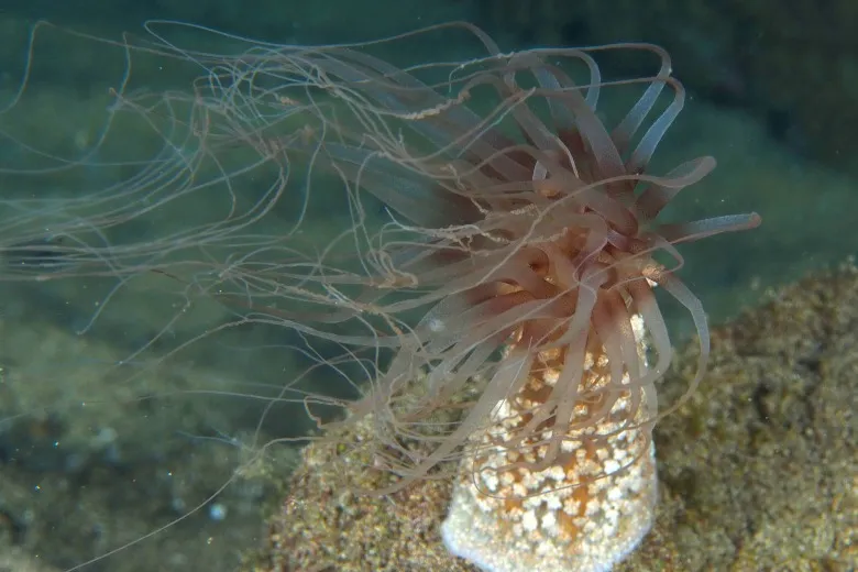 Alicia mirabilis