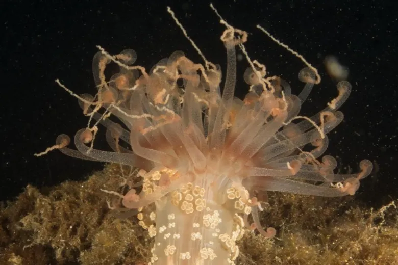 Alicia mirabilis
