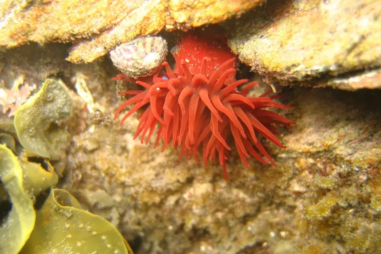 Actinia equina
