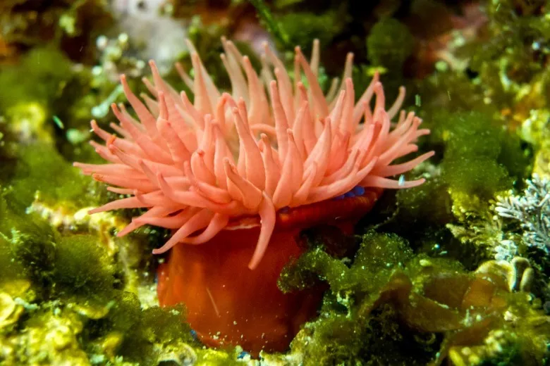 Actinia equina