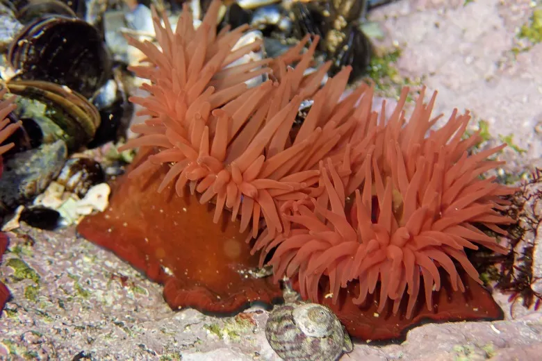 Actinia equina