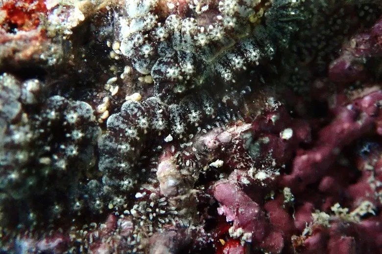 Botrylloides leachii