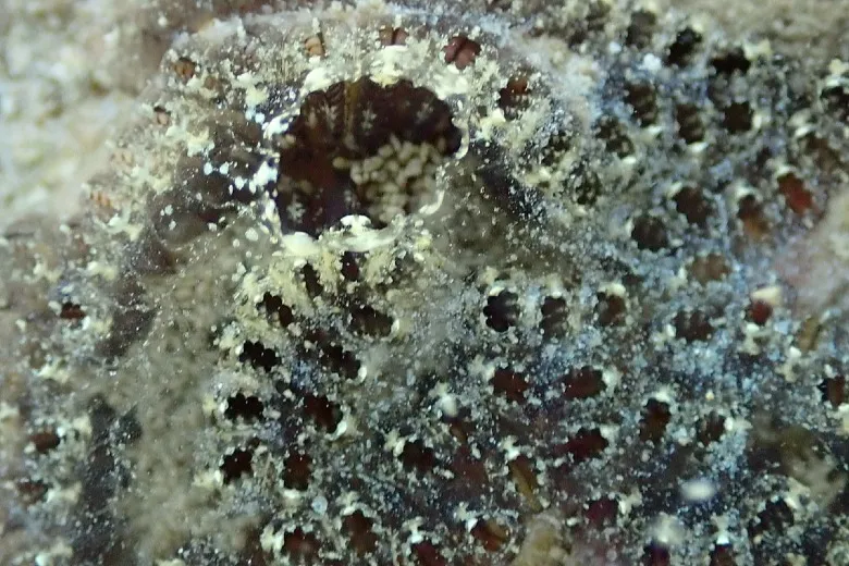 Botrylloides leachii