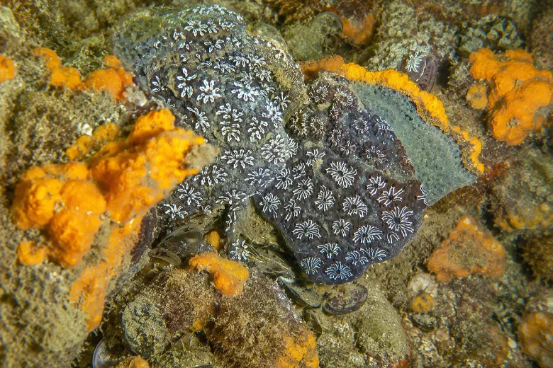 Botryllus schlosseri