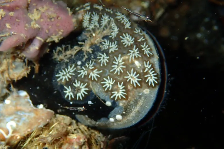 Botryllus schlosseri