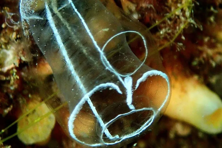 Clavelina lepadiformis
