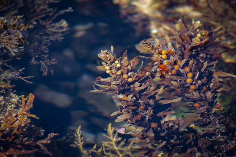 Sargassum vulgare
