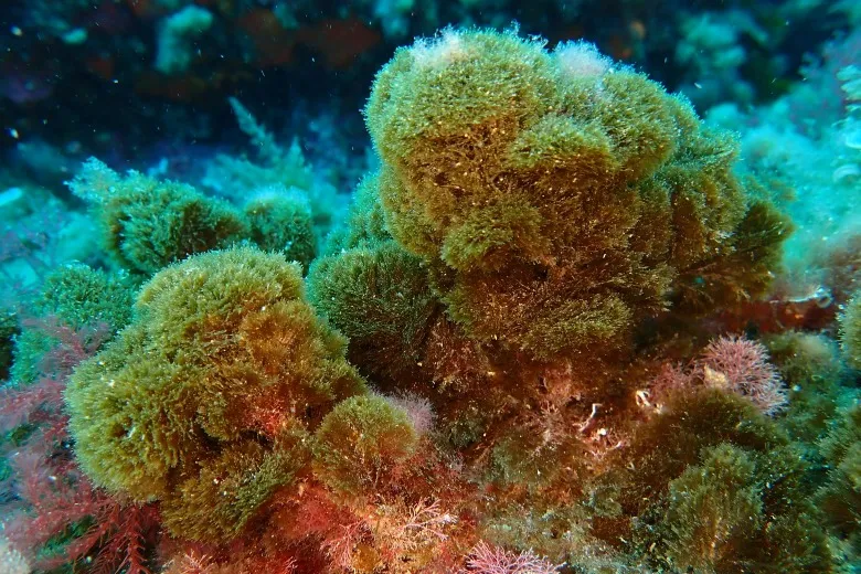 Halopteris scoparia