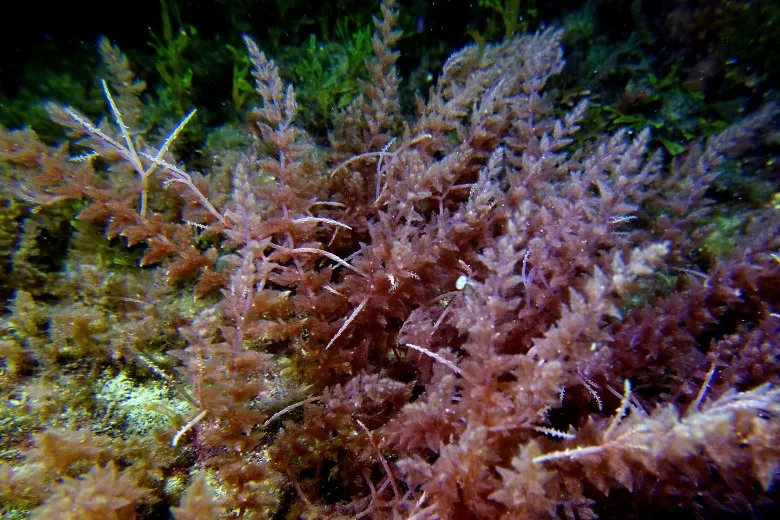 Asparagopsis armata
