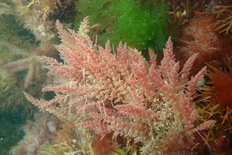 Asparagopsis armata