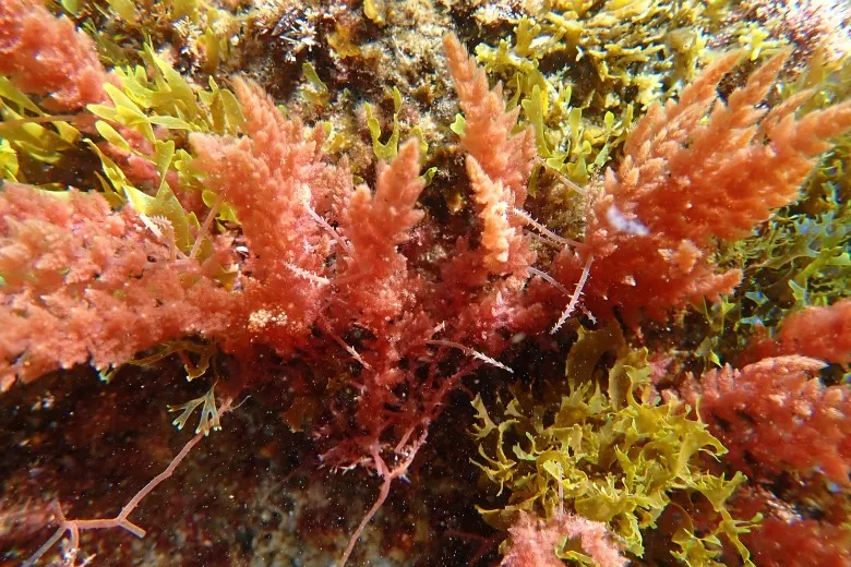 Asparagopsis armata